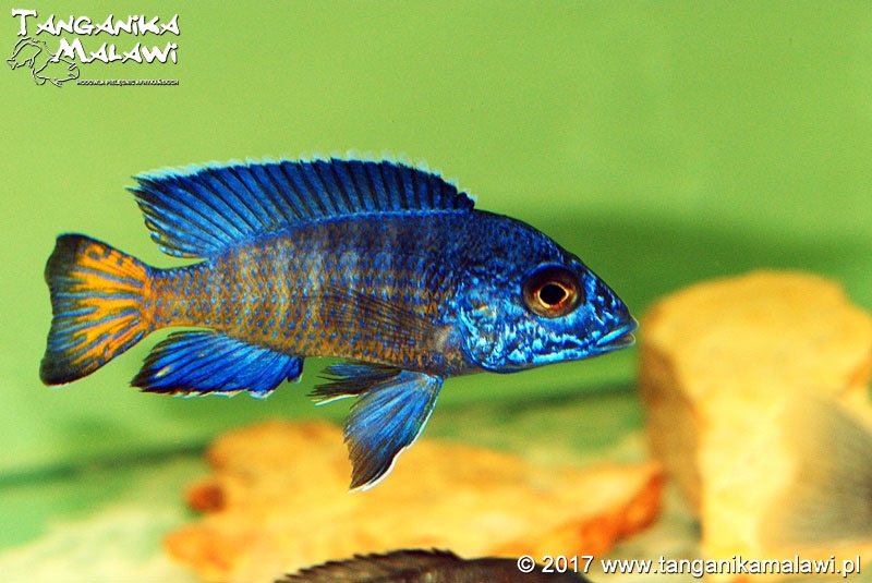 Aulonocara stuartgranti 'Ngara'